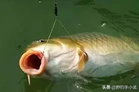 厚嘴唇黄尾巴，生性狡猾力道大，详谈如何春钓鲤鱼图片