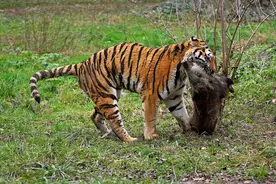 辟谣：野猪、黑熊并不比老虎厉害，一猪二熊三老虎不是实力的排序图片