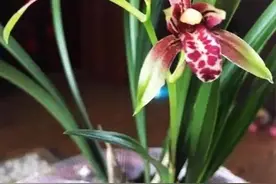 新手养兰，首先这6种，多瓣奇花，有异香，且好养价低图片