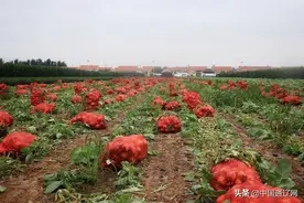 精耕细作15年 小圆葱长成大产业图片