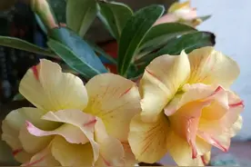 沙漠玫瑰烂根，不开花？传你一套“秘籍”，花苞爆开，贼好养图片