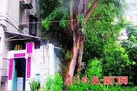 厦门：桉树疯长成隐患 至今不知谁人管，居民：担心断枝会砸到高压线；居委会：找到责任单位就督促修剪图片