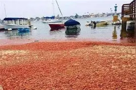 印度“网红虾”泛滥成灾，一只重达2斤，白菜价出口我国无人买图片