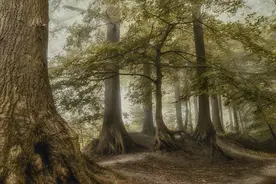 荷兰摄影师Lars van de Goor镜头下，童话般的幽静森林图片