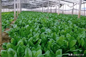 菠菜喜欢什么肥料？老农高产经验分享，菠菜长得鲜绿又柔嫩图片