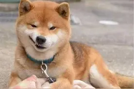 柴犬最治愈的笑容图片