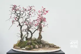 川派盆景：盆钵里的山水，尽显巴蜀风情图片