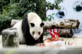 熊猫界“百岁奶奶”迎38岁生日 有望打破大熊猫最长寿纪录图片
