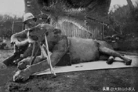 一年吃掉135人，食人狮有多聪明？暴走后身中十几枪才被制服图片