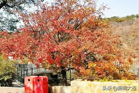 赏秋不必远行！大连这些地方美得正当时图片