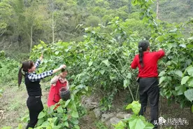 【乡村振兴】酸甜可口！平怀村桑葚熟了，等你来采摘！图片