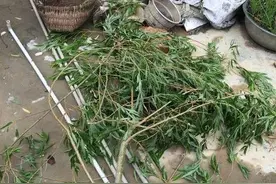 兰花不长新芽，教你一招，柳树叶泡水里，一周浇一次绝对发芽图片