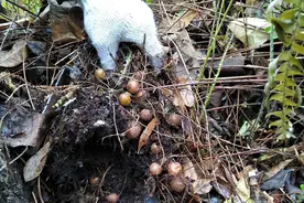 它是大名鼎鼎的“凤凰蛋”，也许你家就有，希望珍视别铲除图片