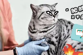 你的小猫咪算不算胖？快用BCS体况评分判断下图片