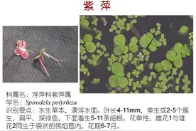 70种常见水生植物，园林景观从业者或爱好者须知图片
