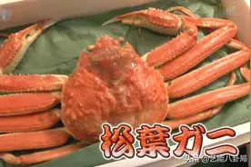 16万一只的松叶蟹为啥这么贵？怎么做才好吃？图片