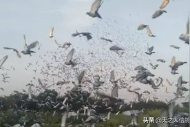 「赛鸽资讯」养鸽子的一些基本知识！！图片