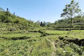 七十七岁农村老汉，每天坚持下地劳动，将自强不息进行到底图片