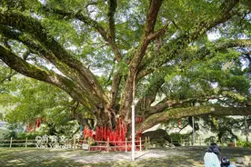 广西三江发现1300年的榕树王，树冠面积达2.3亩，需10人方可合抱图片