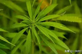 卢森堡允许种植大麻合法化，步荷兰后尘？图片