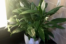 家里卫生间，就养6种花，吸潮气除异味，厕所变成“绿植园”图片