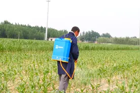 除草剂和尿素混用，会有什么效果？看完你就有答案了图片