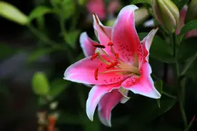 50种花卉配50首古诗，花有清香，诗有音韵，让人陶醉图片