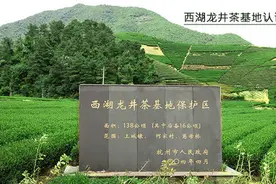 跟随评茶师十分钟了解西湖龙井茶！图片