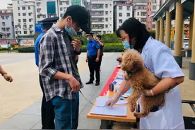 11月起未给犬只注射芯片视为无证养犬，宠物医生称排异概率极低图片