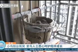 鸟儿阳台筑窝 独居大伯悉心呵护幼鸟陪伴成长图片
