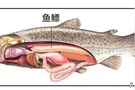 鱼鳔有什么用？——万物皆可用系列图片