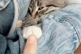 猫咪偷吃零食被抓，主人训斥了几句，猫咪竟咬着食物不放了图片