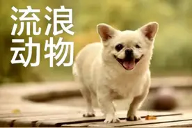 尊重自然善待动物生命，方能获取鸿运图片