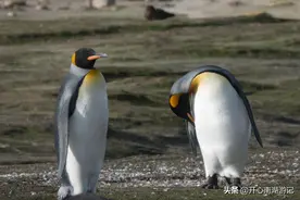 梦幻南极行（8）：王企鹅、金图企鹅、麦哲伦企鹅、桑德斯岛太美图片