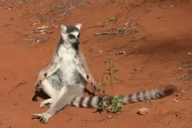 单身狗酸了！雄性环尾狐猴自产香气吸引雌性图片