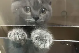 “我到死也忘不了，猫咪因为肾衰竭突然离世的那一天”图片