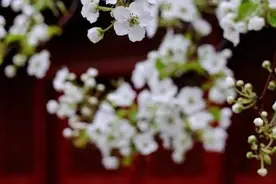 八首绝美梨花诗词，在这个美好的季节送给你图片