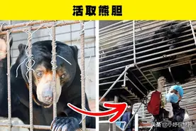 不仅仅是活取熊胆！一直以来，人类对动物所进行的7大残忍行为图片