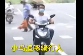 现实版愤怒小鸟！郑州街头卷尾雀对着骑行人猛啄，网友：让你们不戴头盔图片