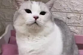 网红猫被套臭屁弹致死，紧急情况时的“应激反应”，究竟是什么？图片