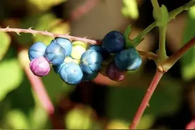 一种带刺野草，蛇见到掉头就跑，是治蛇伤良方，农村娃却当零食吃图片