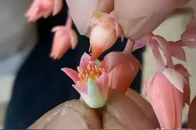 多肉开花了，花箭不舍得剪！赶紧“剪掉”，小心多肉“死亡”图片