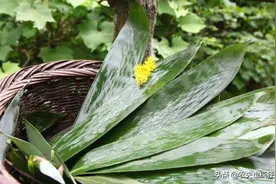 南方1种竹叶，叶大如手掌，端午节成稀罕货，1片叶子2毛，啥用途图片