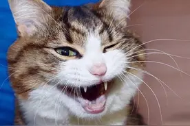 主人出门后，猫咪在家会做什么？图片
