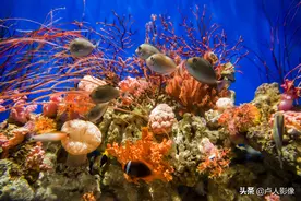 水族馆里的小丑鱼图片