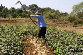 7月又成熟，仅根部无毒，被当蔬菜3百多年，如今却变成水果图片