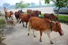 2021牛年好吗？老话说:牛马之年种好田，只怕鸡猴这两年呢？图片