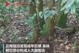 真大啊！云南拍到5米大蟒蛇，推测有30年蛇龄，遇到蟒蛇能打不？图片