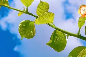 壁纸美图，蓝天白云绿叶草地，太清新了图片