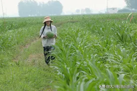 河南25岁女孩麦小登、拍摄豫北农村生活走红：爹是亲爹、没有剧本图片